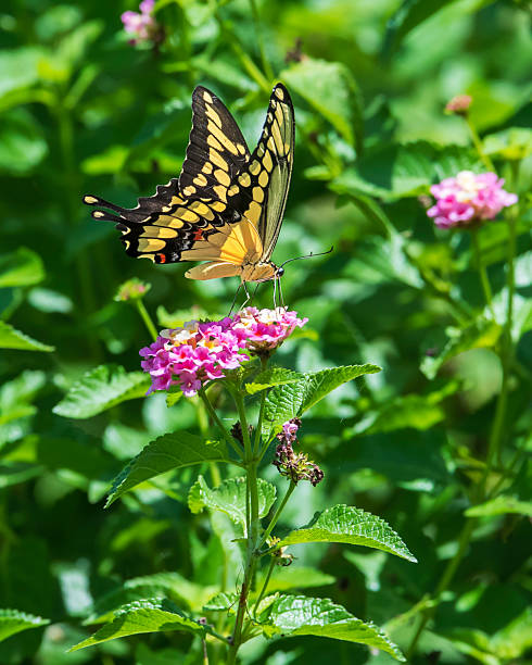 Giant Swallowtail Feeding on Lantana