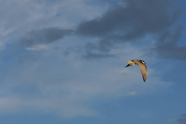Seagull flying in the sky dramatic sky background