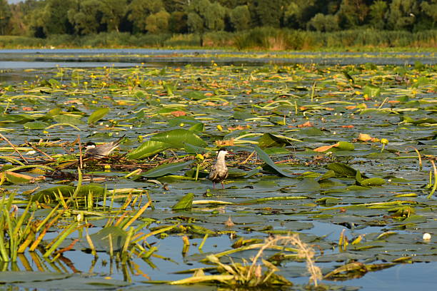 Water lilies on the lake and ducks