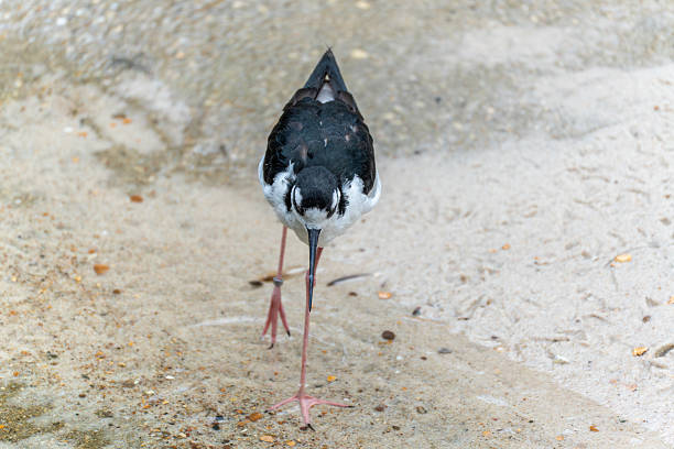 Black-winged Stilt Himantopus himantopus. A black-winged stilt stands facing forward on sandy ground, staring down intently. The long, pink legs and straight beak are clearly visible.