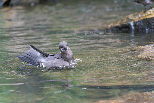istock Swallow Gull Creagrus furcatus. 2226183567