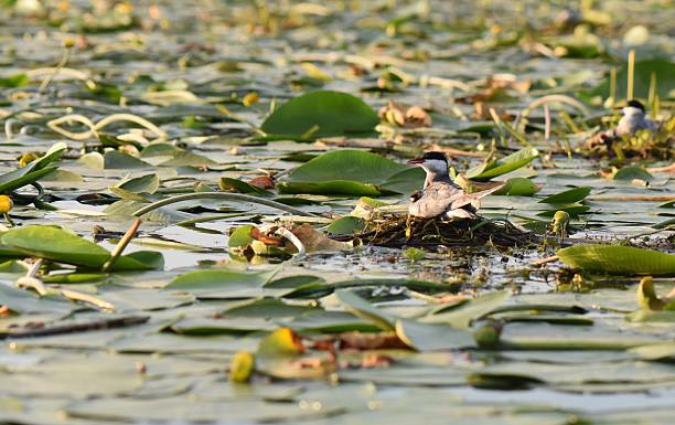 istock Water lilies on the lake 2226183820