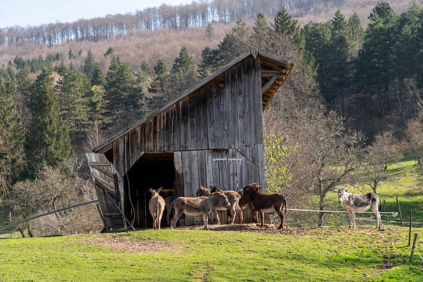 Small herd of donkeys' in front of old wooden barn. Green grass in front and some spruce trees in background.