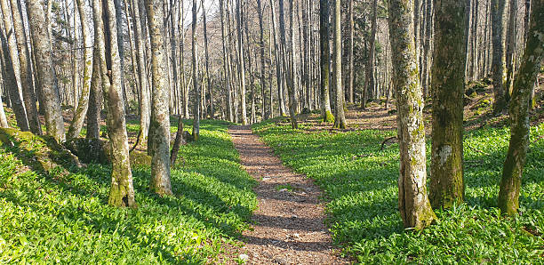Meadow of ramson, wild garlic, in the forest, foot path in the middle. Slovenia