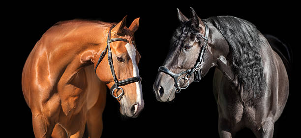 istock Couple horse in bridle 2226185197