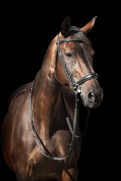 istock Bay horse in bridle on black 2226185260