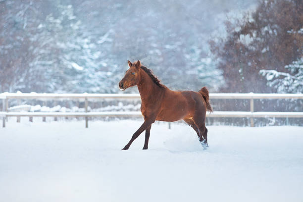 Canada Ontario Otawa valley horse in snow filled field