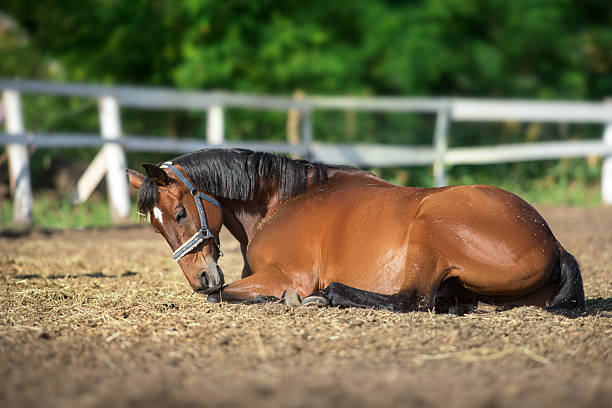 Horse with long mane lay on sandy field and sleep