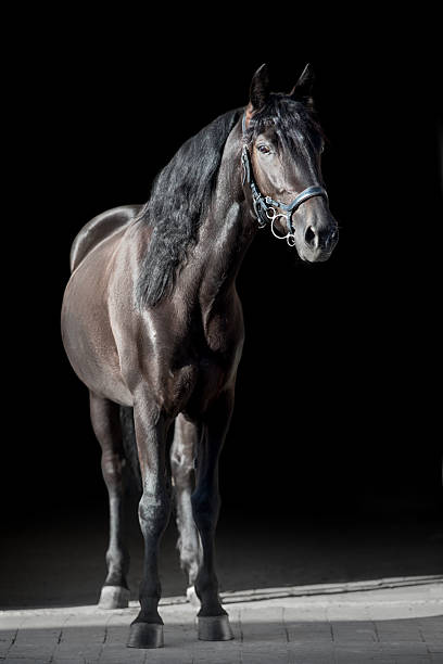 istock Black horse with long mane portrait 2226185475