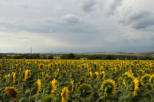 istock A field of sunflowers 2226185614