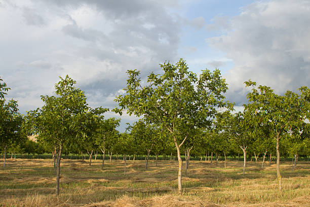 istock A group of trees in a field 2226185681