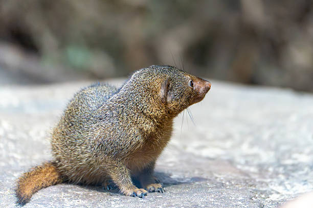 istock A dwarf mongoose sits attentively on a rock, looking to the side. 2226186832