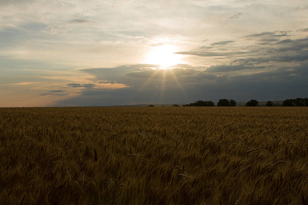 A field of wheat. Outdoor. Sky. Grass. Field. Plain