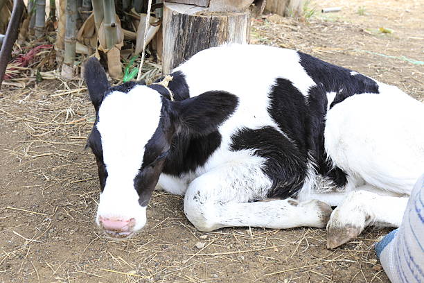 A lying little white and brown cow calf in a spring green meadow in Bulgaria, Europe