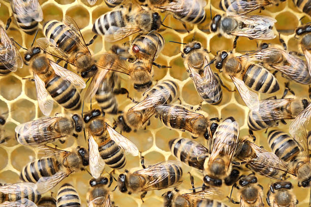 istock Varroa mite on back of a bee. 2226188290