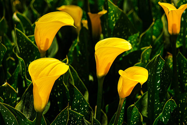 Close-up yellow calla lilies (Zantedeschia) growing on a central California coast field.Taken in Watsonville, California, USA.