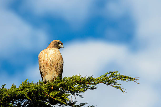 Close-up of wild red tailed hawk perched on tree branch, searching for it's next meal.Taken in Santa Cruz, California, USA