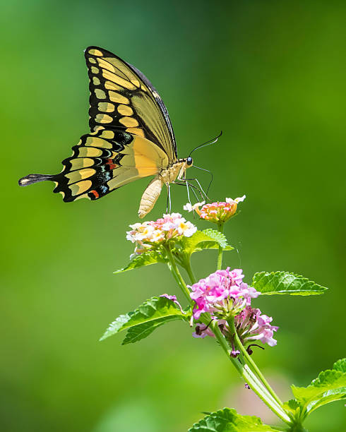 istock Giant Swallowtail Taking Nectar from Lantana Flower 2226189956