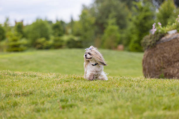 Playful Shih Tzu Dog on Green Grass