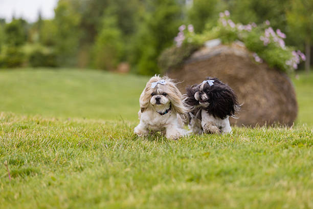 Happy Asian beautiful young man walking at the park together with the Maltese Dog in morning. Lovely Asian boy playing and relaxing with his pet. Weekend activities and lifestyles concept.
