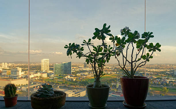 Green plants in the pots standing on the windowsill with beautiful panoramic view of Puebla city, Mexico