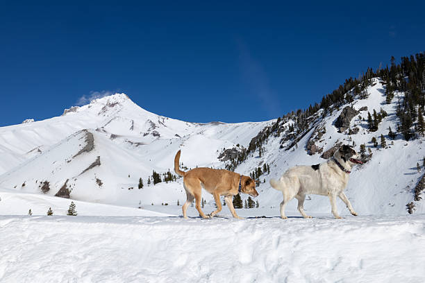 Winter on Mount Hood with Dogs
