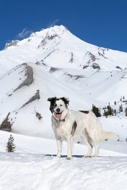 beautiful woman with pet dog on snow,low section,China.
