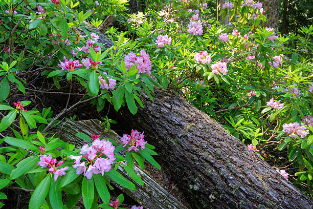 Wild rhododendron blossoms in the forest of Oregon. Photo taken in the Cascade range near the town of Rhododendron.