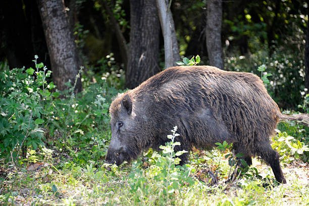 istock Wild boar goes into the forest 2226193076
