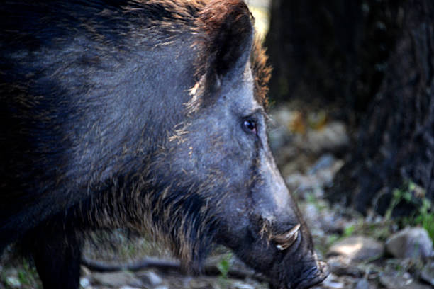 istock Portrait of a wild boar 2226193079