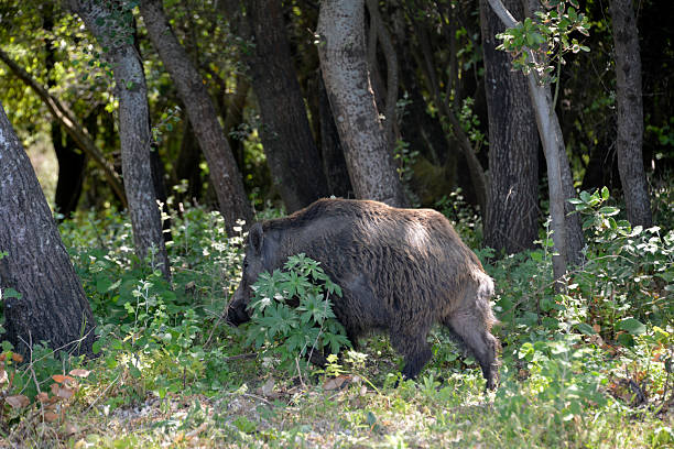 istock Wild boar goes into the forest 2226193084