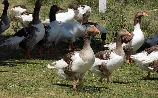istock Wild geese by the stream 2226194295