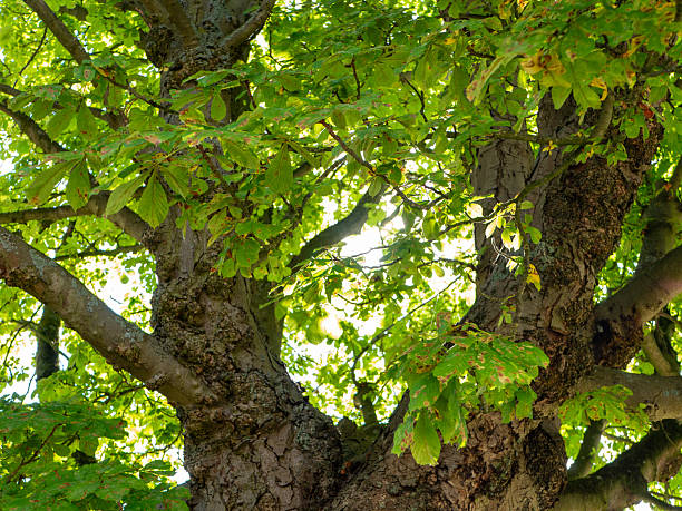 istock Up view of a tree and leaves 2226195303