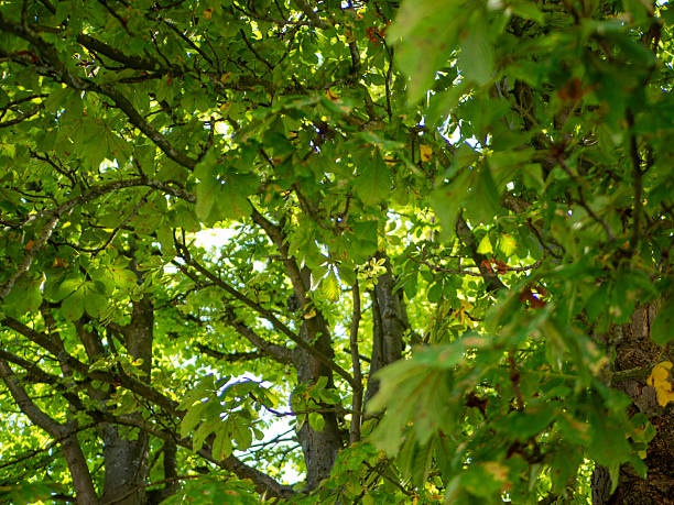 Up shot in to the tree top on à suny day in sumer