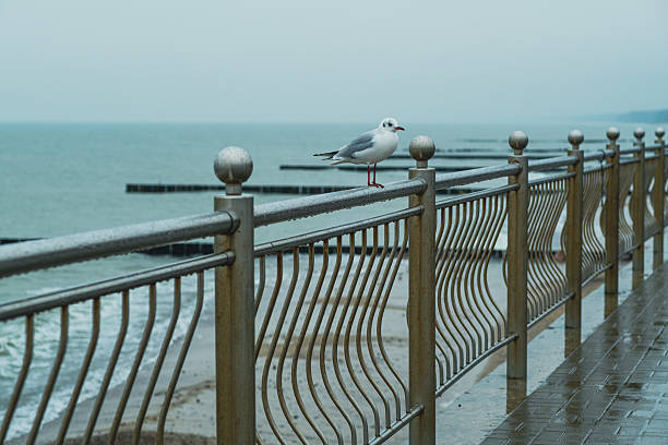 Seagull Perched on a Railing by the Ocean on a Cloudy Day Near the Shore.