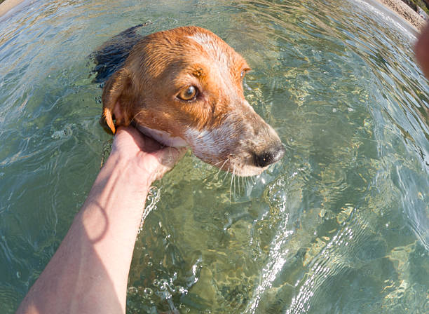 Dog owner supporting their beagle in the shallow water of a sunny beach, ensuring the pet's safety and enjoyment while creating joyful memories during a summer vacation