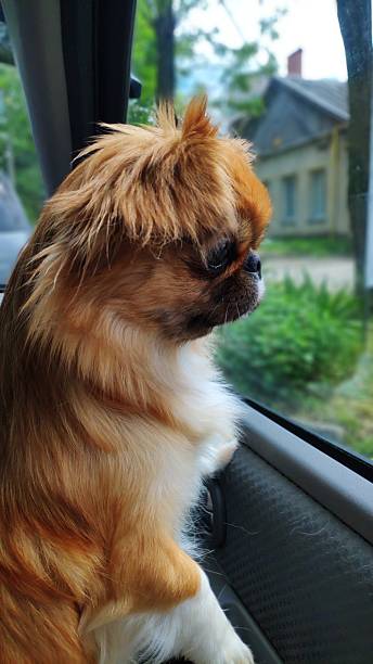 istock cute red dog looking out the car window 2226200072