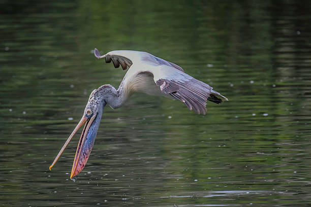 istock Pelican flying in Rangnathittu bird sanctuary Karnataka 2226200461