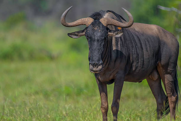 istock Blue Wildebeest or Gnu in Pilanesberg national park 2226200477