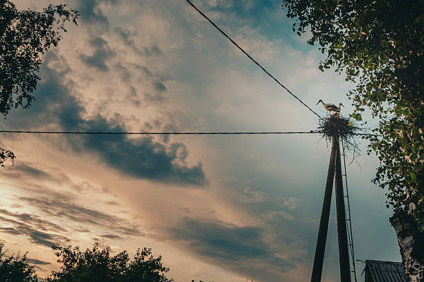 Pair of white stork in the nest on a pole.
