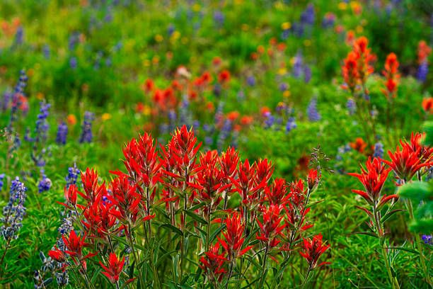 Colorful Wildflowers in Alpine Meadow - Vibrant flowers growing wild on slopes of mountain at high altitude including Indian Paintbrush, Lupine and others.  Lush meadow with abundance of wildflowers. Vail, Colorado USA.