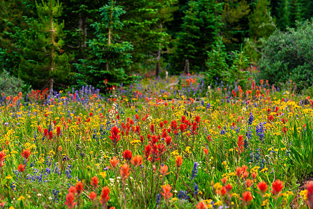 istock Colorful Wildflowers in Alpine Meadow 2226202909