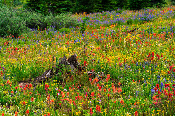 Colorful Wildflowers in Alpine Meadow - Vibrant flowers growing wild on slopes of mountain at high altitude including Indian Paintbrush, Lupine and others.  Lush meadow with abundance of wildflowers. Vail, Colorado USA.