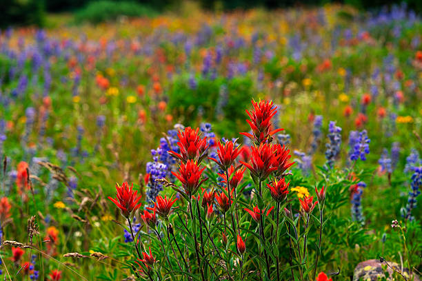 istock Colorful Wildflowers in Alpine Meadow 2226202974