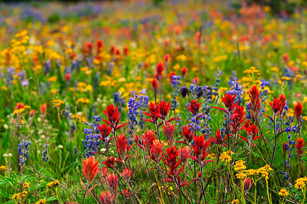 istock Colorful Wildflowers in Alpine Meadow 2226202979