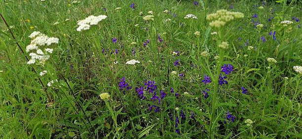 istock Wild grasses in a field 2226203196