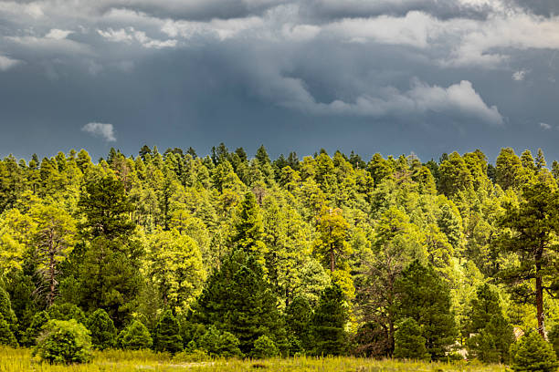 Driving along Fox Ranch Road. Arizona were some beautiful trees and horses on a ranch and a bueatful cloudy sky