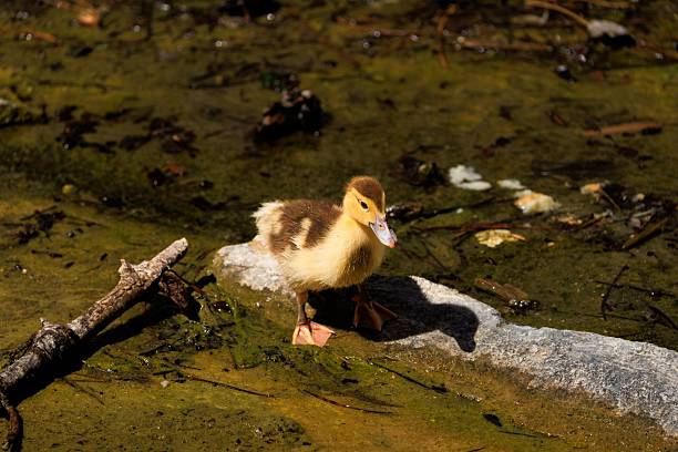One duckling stands alone on a flat rock in shallow green water under bright sunlight.