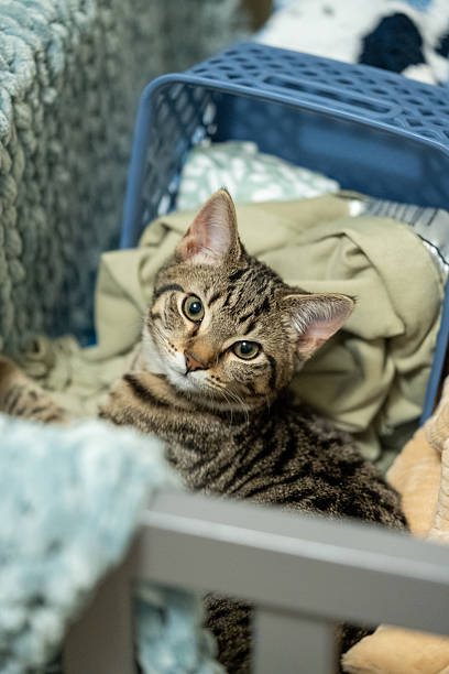 istock Tabby kitten snuggled in a baby crib 2226205730