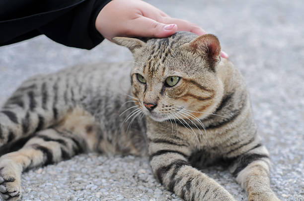 istock close up of a cat lying on the road 2226205880